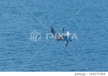 ズクロカモメ　日本沿岸に飛来する海鳥-絶滅危惧- 134277364