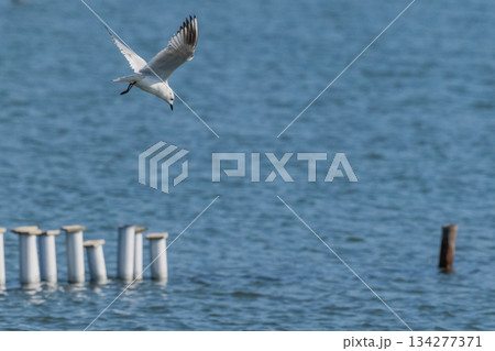 ズクロカモメ 日本沿岸に飛来する海鳥-絶滅危惧- ズクロカモメ 日本沿岸に飛来する海鳥-絶滅危惧- 134277371