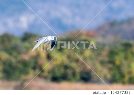 ズクロカモメ　日本沿岸に飛来する海鳥-絶滅危惧- 134277382