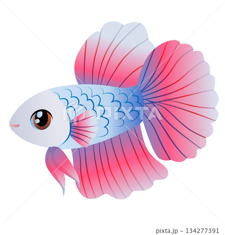 cute bright betta fish cartoon character cute bright betta fish cartoon character 134277391