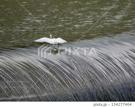 猪名川のゴム引布製起伏堰に舞い降りる 猪名川のゴム引布製起伏堰に舞い降りる 134277404