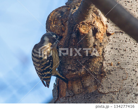 木に止まるコゲラ 木に止まるコゲラ 134277416