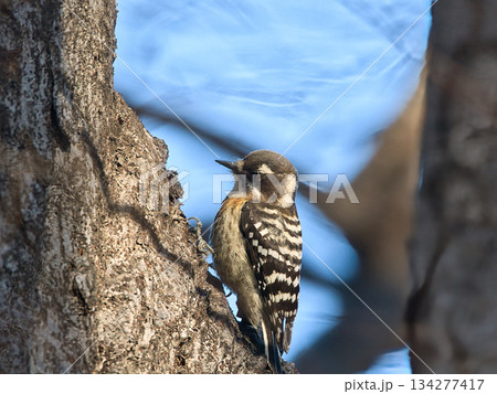 木の幹に止まるコゲラ 木の幹に止まるコゲラ 134277417