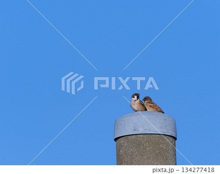 青空バックに寄り添うスズメ達 134277418