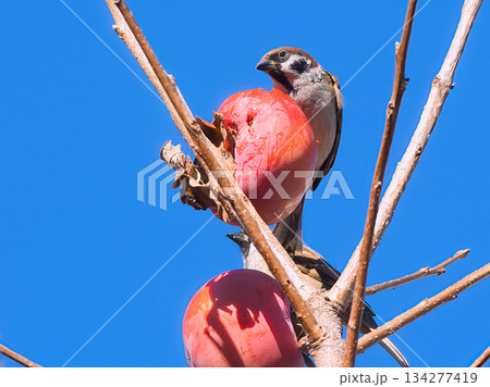 柿の実を食べるスズメ 134277419
