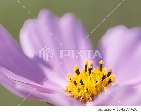 コスモスの蕊 134277420