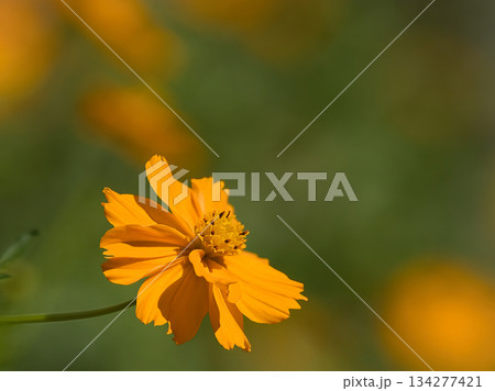 オレンジ色のコスモス 134277421