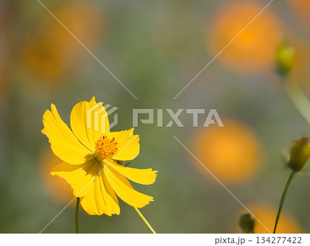 日に輝く黄色いコスモス 134277422