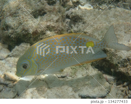 タイ　ロック島の魚 134277433