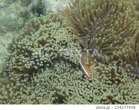 タイ ロック島の魚 タイ ロック島の魚 134277436