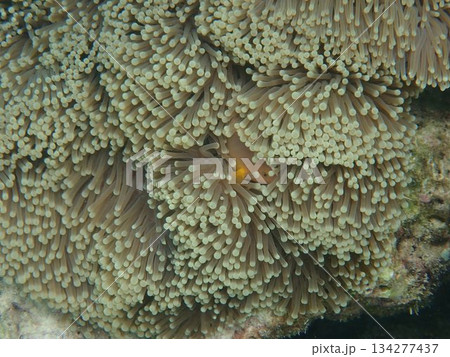 タイ　ロック島の魚 134277437