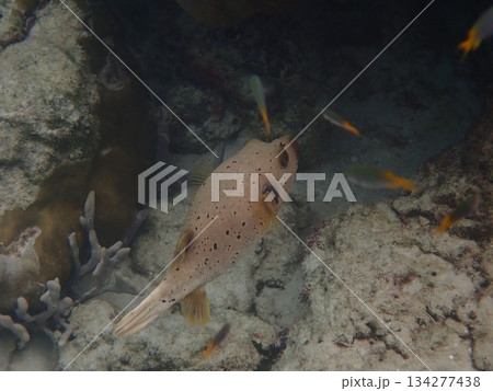 タイ　ロック島の魚 134277438