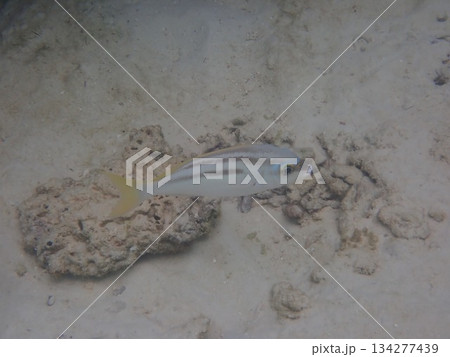 タイ　ロック島の魚 134277439