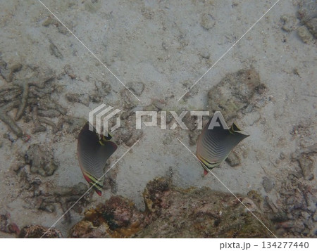 タイ ロック島の魚 タイ ロック島の魚 134277440