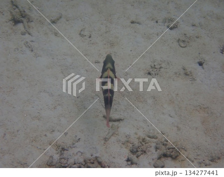 タイ　ロック島の魚 134277441