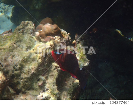 タイ ロック島の魚 タイ ロック島の魚 134277464