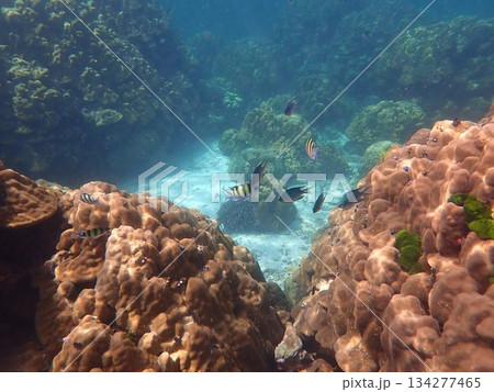 タイ ロック島の魚 タイ ロック島の魚 134277465