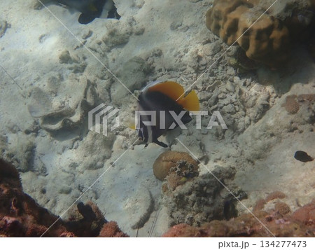 タイ ロック島の魚 タイ ロック島の魚 134277473