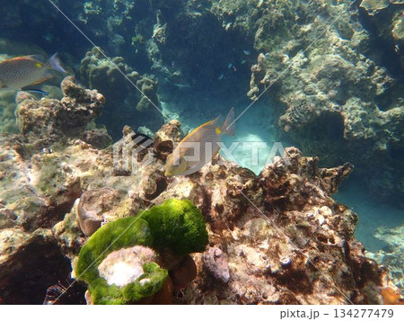タイ ロック島の魚 タイ ロック島の魚 134277479