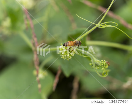 アレチウリの花とミツバチ アレチウリの花とミツバチ 134277494