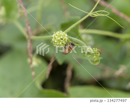 アレチウリの花とミツバチ 134277497