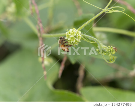 アレチウリの花とミツバチ アレチウリの花とミツバチ 134277499