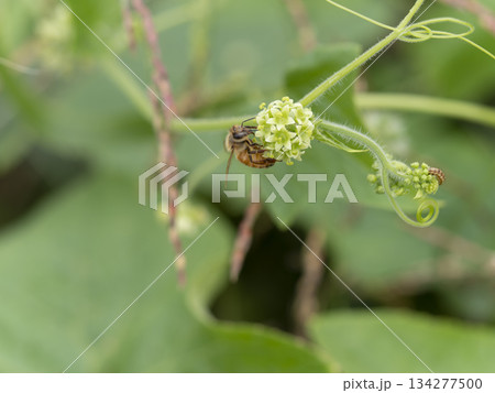 アレチウリの花とミツバチ 134277500