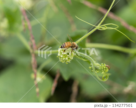 アレチウリの花とミツバチ アレチウリの花とミツバチ 134277501