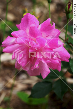 バラの花 134277511