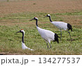 北海道の農地に現れたタンチョウ 134277537
