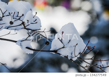 冬景色（中島公園）_3986 134277549