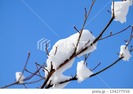 冬景色（中島公園）_4001 134277550