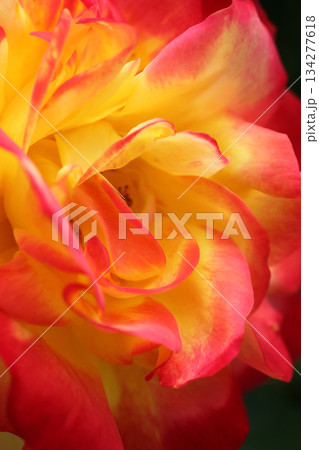 バラの花 バラの花 134277618