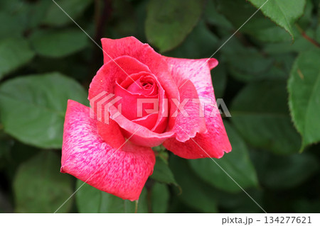 バラの花 134277621