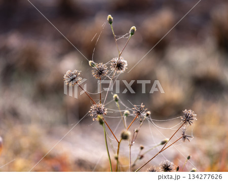 クモの糸が張るコセンダングサ 134277626