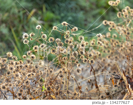 クモの糸が張るコセンダングサ 134277627