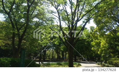 新緑の公園 134277628