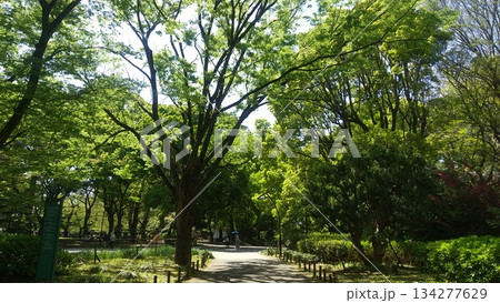 新緑の公園 134277629