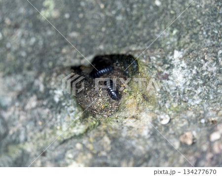 木の幹に住み着くダンゴムシ 134277670