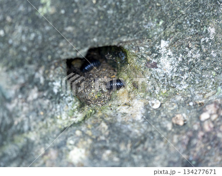 木の幹に住み着くダンゴムシ 134277671