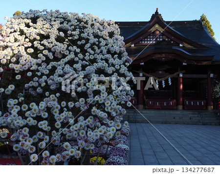 笠間稲荷神社の風景 134277687