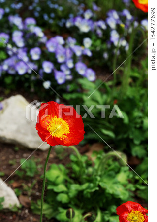 アイスランドポピー 134277699