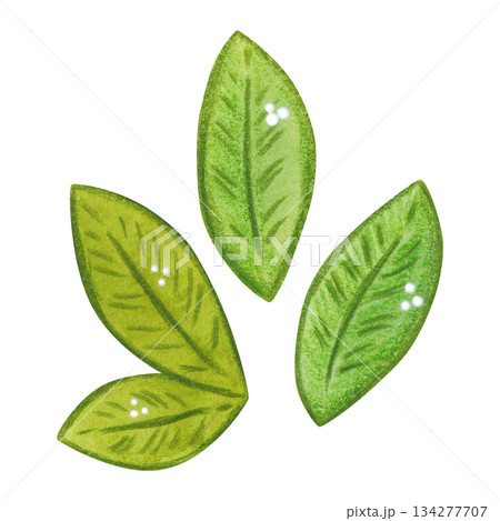 Green leaves, folk, ornamental element, set. Hand-drawn watercolor illustration, cartoon. Flower, plant, decoration, holiday, children, Easter, isolated 134277707