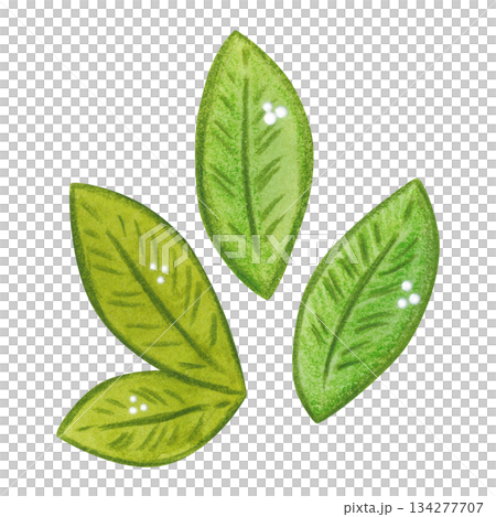 Green leaves, folk, ornamental element, set. Hand-drawn watercolor illustration, cartoon. Flower, plant, decoration, holiday, children, Easter, isolated 134277707