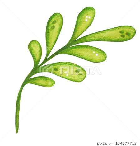 Green branch with leaves, folk, ornamental element. Hand-drawn watercolor illustration, cartoon. Flower, plant, decoration, holiday, children, Easter, isolated Green branch with leaves, folk, ornamental element. Hand-drawn watercolor illustration, cartoon. Flower, plant, decoration, holiday, children, Easter, isolated 134277713