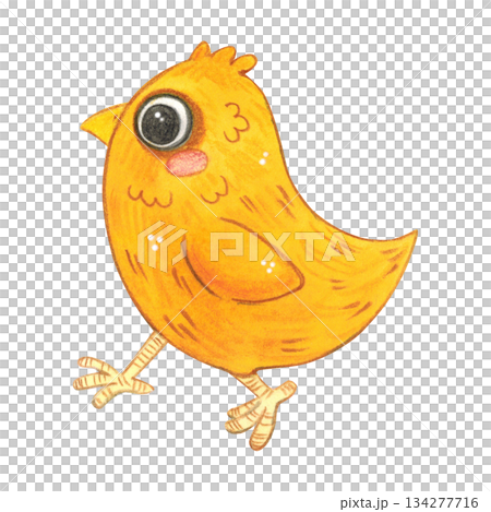 A yellow chick walks forward. Hand-drawn watercolor illustration, cartoon. Farm, animals, bird, village, poultry farm, children, Easter, eggs, meat, product, eco-friendly, isolate 134277716