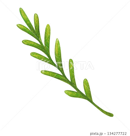 Green branch, blade of grass, folk, ornamental element, set. Hand-drawn watercolor illustration, cartoon. Flower, plant, decoration, holiday, children, Easter, isolated 134277722