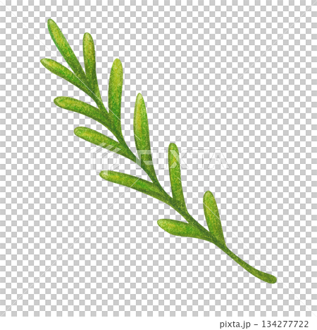 Green branch, blade of grass, folk, ornamental element, set. Hand-drawn watercolor illustration, cartoon. Flower, plant, decoration, holiday, children, Easter, isolated 134277722
