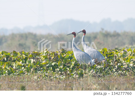 オオヅルの番い 134277760