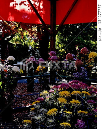 笠間稲荷神社の菊祭りの風景 134277777